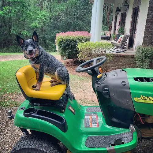 Care For Your Pets Using Riding Mower