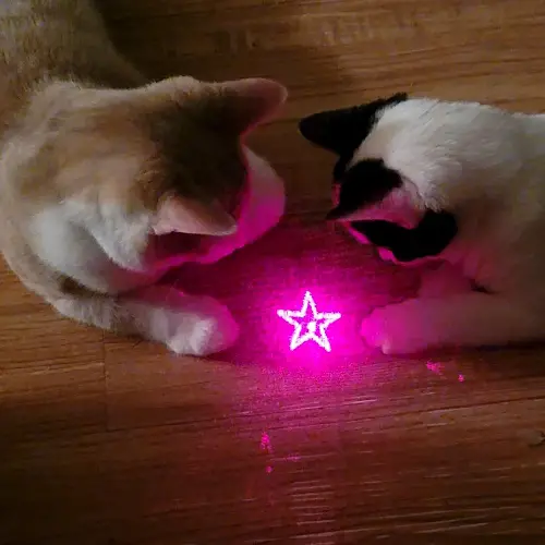 Entertain your pet with a laser pointer