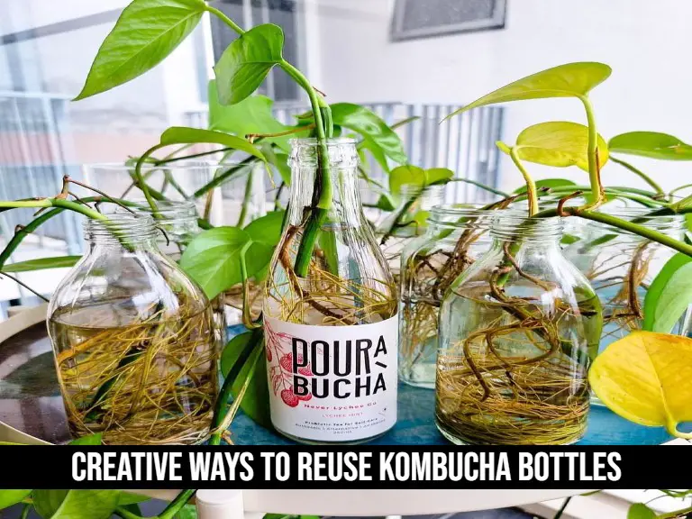 Creative Ways to Reuse Kombucha Bottles